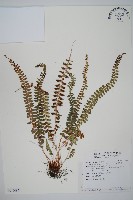 藏品(擬芽孢耳蕨)的圖片