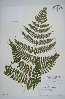 藏品(柄囊蕨)的圖片