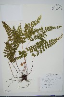 藏品(海島陵齒蕨)的圖片