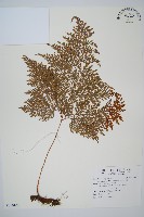 藏品(海州骨碎補)的圖片