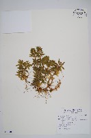 藏品(千層塔)的圖片