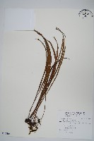 藏品(書帶蕨)的圖片