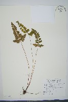 藏品(海島陵齒蕨)的圖片