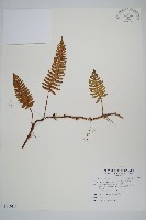 藏品(馬來陰石蕨)的圖片