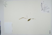 藏品(高山瓶爾小草、鈍頭瓶爾小草)的圖片