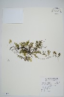 藏品(厚邊蕨)的圖片