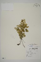 藏品(半月形鐵線蕨)的圖片