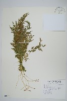 藏品()的圖片