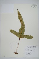 藏品(金雞腳)的圖片