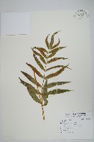 藏品()的圖片