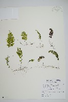 藏品(細葉蕗蕨)的圖片