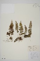 藏品(胎生鐵角蕨)的圖片