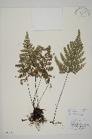 藏品(長刺鐵線蕨)的圖片