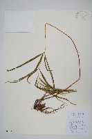 藏品(箭葉鳳尾蕨)的圖片