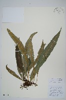 藏品(表面星蕨)的圖片