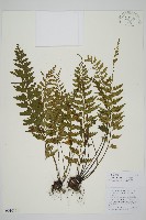 藏品(胎生鐵角蕨)的圖片