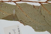 藏品(尖葉貫眾蕨)的圖片