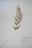 藏品(烏蕨)的圖片