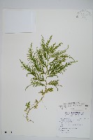 藏品(全緣卷柏)的圖片