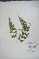 藏品(天草鳳尾蕨)的圖片