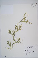 藏品(石松)的圖片