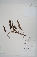 藏品(骨牌蕨)的圖片