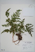 藏品(薄葉三叉蕨)的圖片