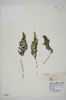 藏品(長刺鐵線蕨)的圖片