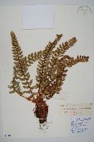 藏品(印西耳蕨)的圖片