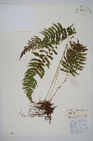 藏品(亞二型鱗毛蕨)的圖片