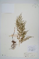 藏品(日本金粉蕨)的圖片