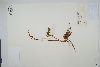 藏品(大陰地蕨、大羽陰地蕨)的圖片