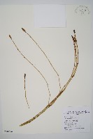 藏品(木賊)的圖片