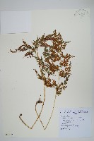 藏品(日本金粉蕨)的圖片