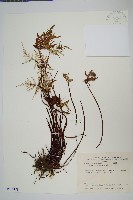 藏品(長柄粉背蕨)的圖片