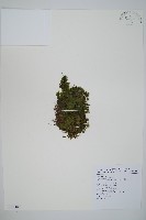 藏品(團扇蕨)的圖片