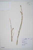 藏品(木賊)的圖片