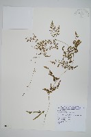 藏品(海金沙)的圖片