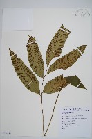 藏品(細柄雙蓋蕨)的圖片