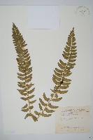 藏品(臺灣耳蕨)的圖片