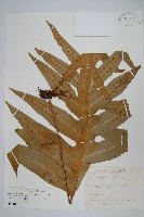 藏品(海岸星蕨)的圖片