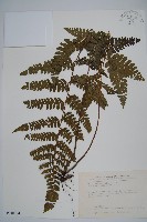 藏品(毛果鱗蓋蕨)的圖片
