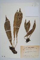 藏品(臺灣車前蕨)的圖片