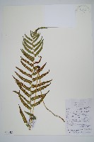 藏品(普通假毛蕨)的圖片