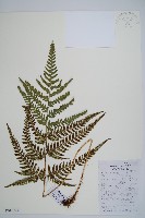 藏品(華中介蕨)的圖片