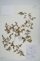 藏品(海金沙)的圖片