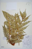 藏品(日本狗脊蕨)的圖片