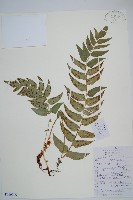 藏品(貫眾蕨)的圖片