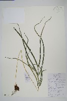 藏品(鳳尾蕨)的圖片