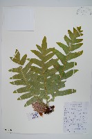 藏品(槲蕨)的圖片